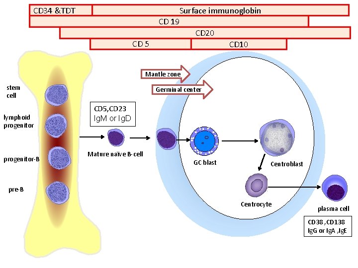 CD 34 &TDT CD 5 Surface immunoglobin CD 19 CD 20 CD 10 Mantle