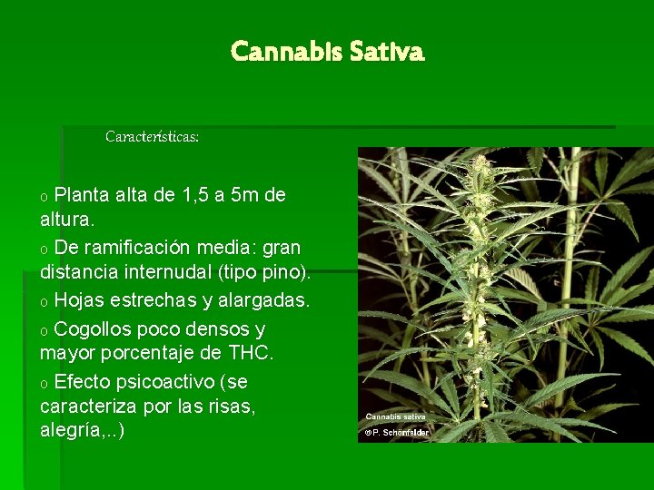 Cannabis Sativa Características: Planta alta de 1, 5 a 5 m de altura. o