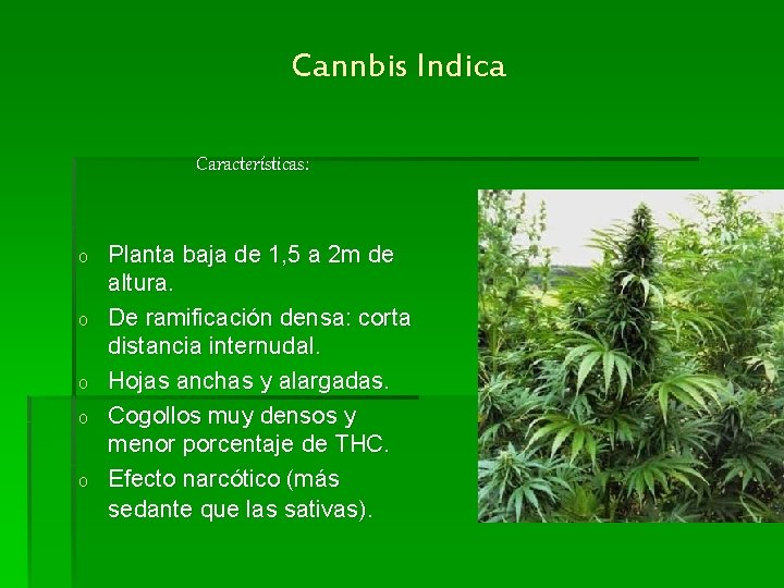 Cannbis Indica Características: o o o Planta baja de 1, 5 a 2 m