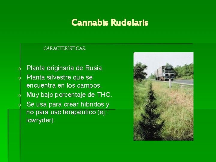 Cannabis Rudelaris CARACTERÍSTICAS: o o Planta originaria de Rusia. Planta silvestre que se encuentra