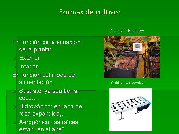 Formas de cultivo: Cultivo Hidropónico En función de la situación de la planta: q