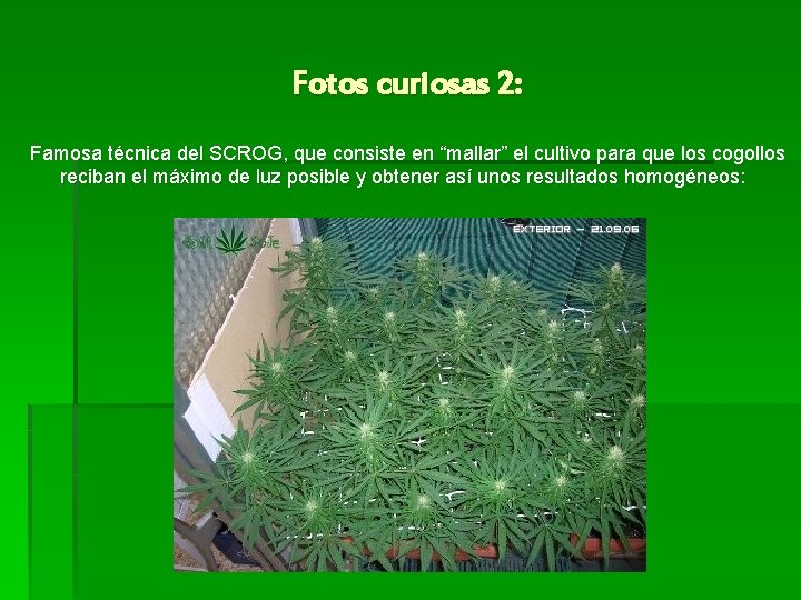 Fotos curiosas 2: Famosa técnica del SCROG, que consiste en “mallar” el cultivo para