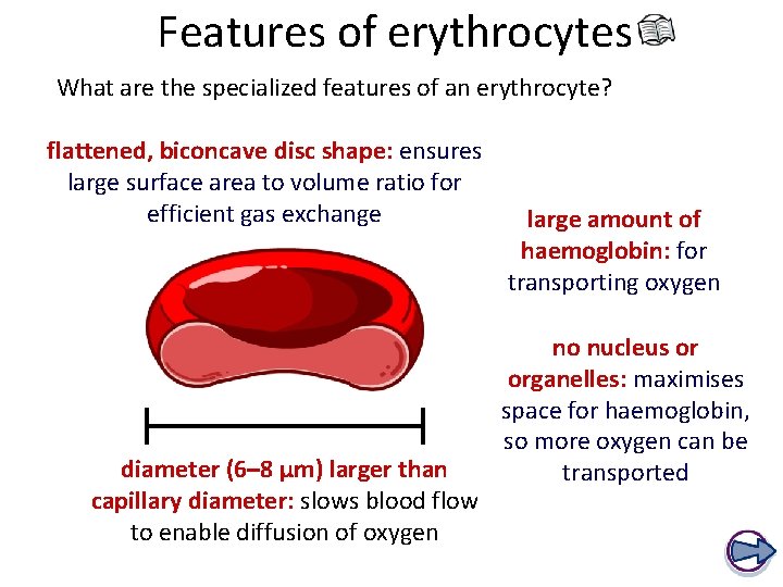 Features of erythrocytes What are the specialized features of an erythrocyte? flattened, biconcave disc