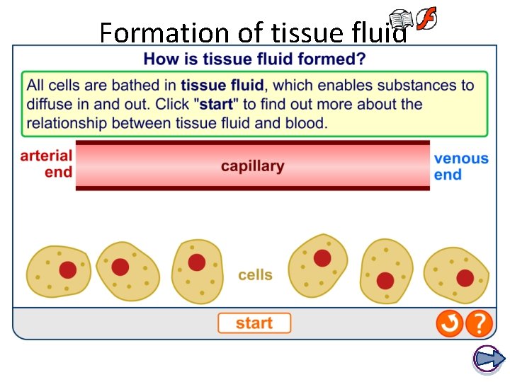 Formation of tissue fluid 
