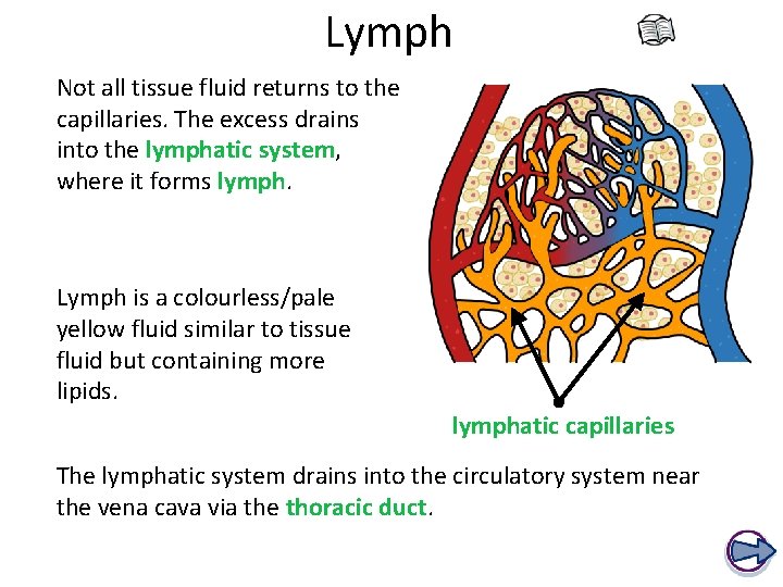 Lymph Not all tissue fluid returns to the capillaries. The excess drains into the