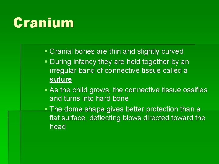 Cranium § Cranial bones are thin and slightly curved § During infancy they are