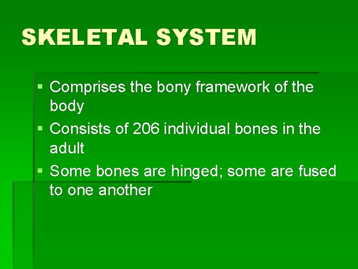 SKELETAL SYSTEM § Comprises the bony framework of the body § Consists of 206