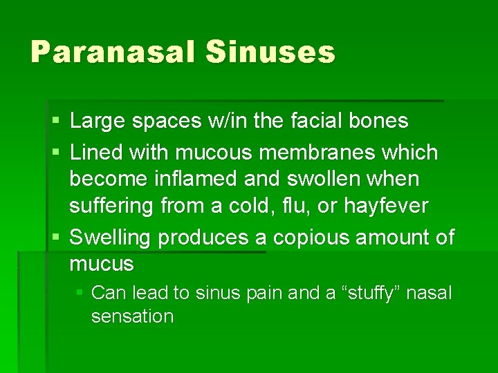 Paranasal Sinuses § Large spaces w/in the facial bones § Lined with mucous membranes