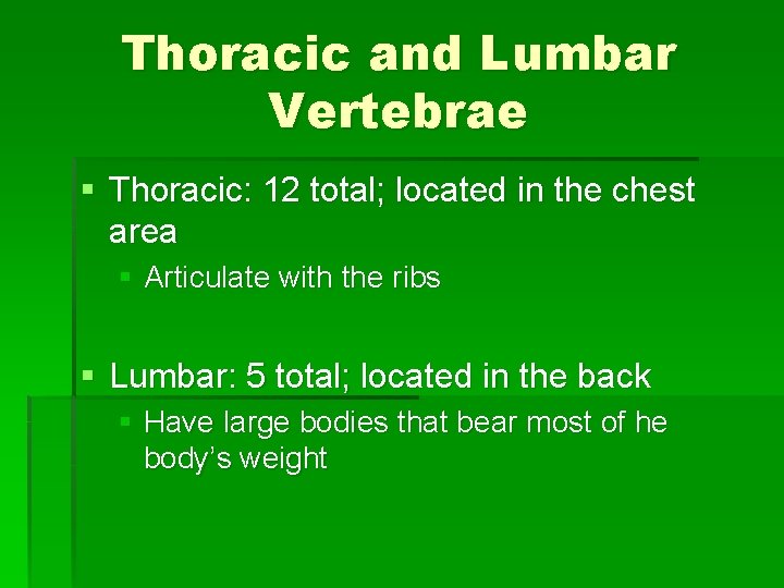 Thoracic and Lumbar Vertebrae § Thoracic: 12 total; located in the chest area §