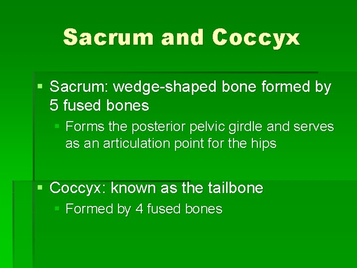 Sacrum and Coccyx § Sacrum: wedge-shaped bone formed by 5 fused bones § Forms
