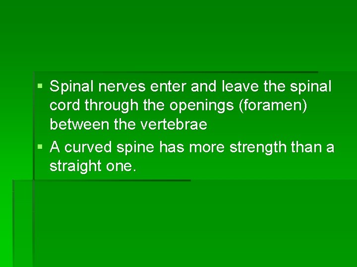 § Spinal nerves enter and leave the spinal cord through the openings (foramen) between
