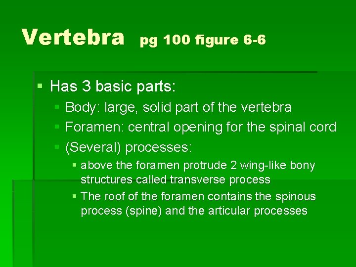 Vertebra pg 100 figure 6 -6 § Has 3 basic parts: § Body: large,