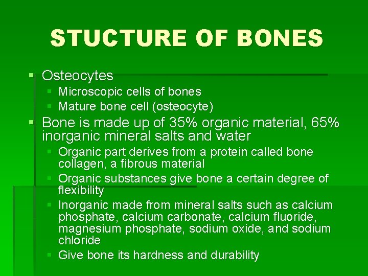 STUCTURE OF BONES § Osteocytes § Microscopic cells of bones § Mature bone cell