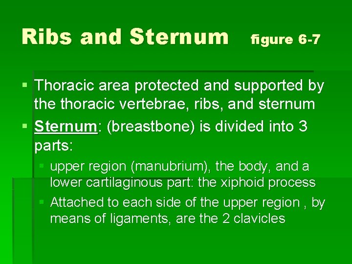 Ribs and Sternum figure 6 -7 § Thoracic area protected and supported by the