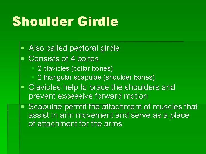 Shoulder Girdle § Also called pectoral girdle § Consists of 4 bones § §