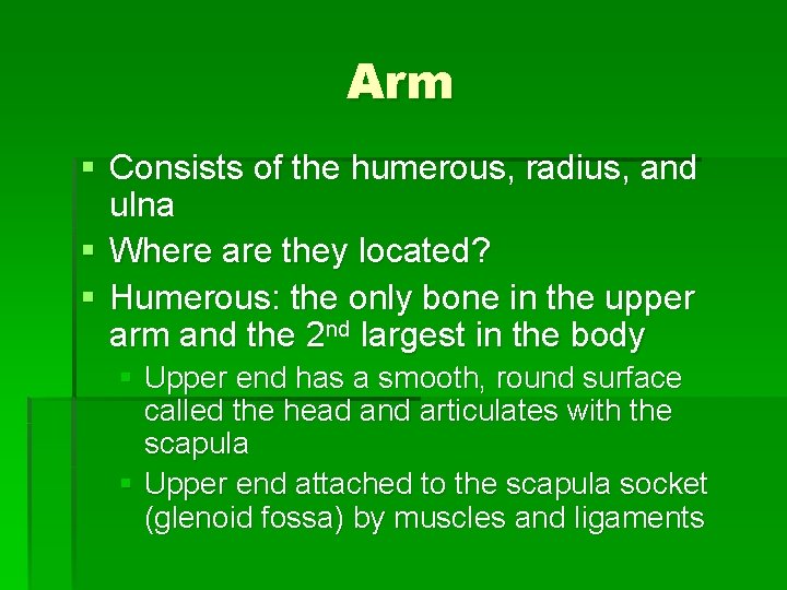 Arm § Consists of the humerous, radius, and ulna § Where are they located?