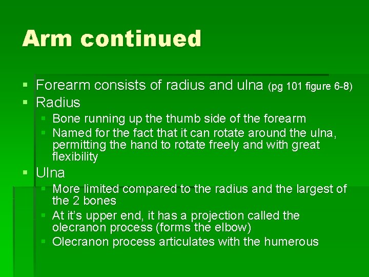 Arm continued § Forearm consists of radius and ulna (pg 101 figure 6 -8)