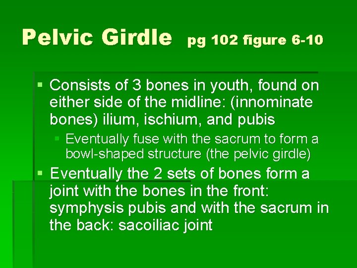 Pelvic Girdle pg 102 figure 6 -10 § Consists of 3 bones in youth,