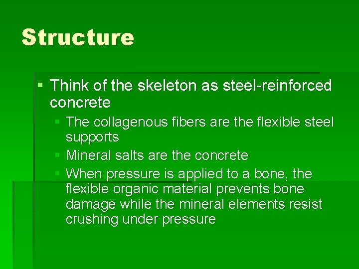 Structure § Think of the skeleton as steel-reinforced concrete § The collagenous fibers are