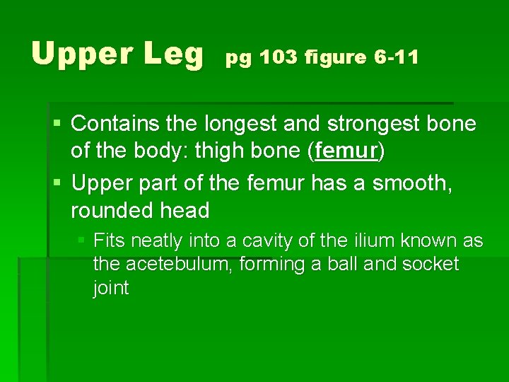 Upper Leg pg 103 figure 6 -11 § Contains the longest and strongest bone