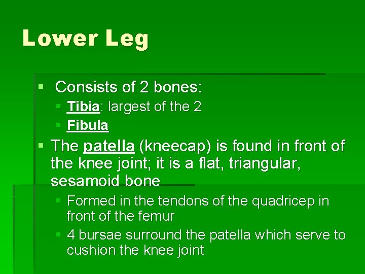Lower Leg § Consists of 2 bones: § Tibia: largest of the 2 §