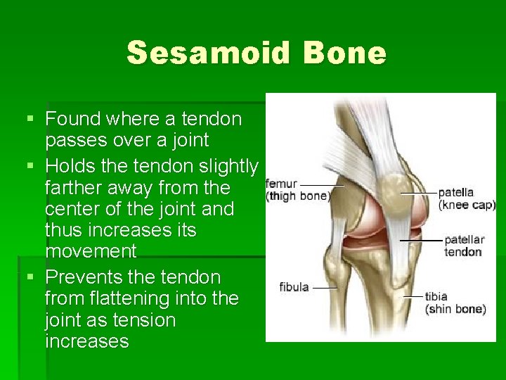 Sesamoid Bone § Found where a tendon passes over a joint § Holds the
