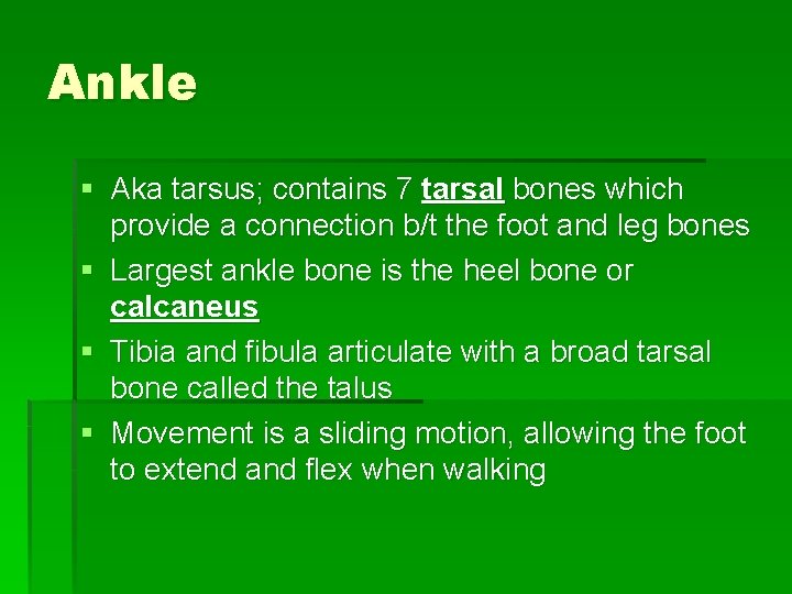 Ankle § Aka tarsus; contains 7 tarsal bones which provide a connection b/t the