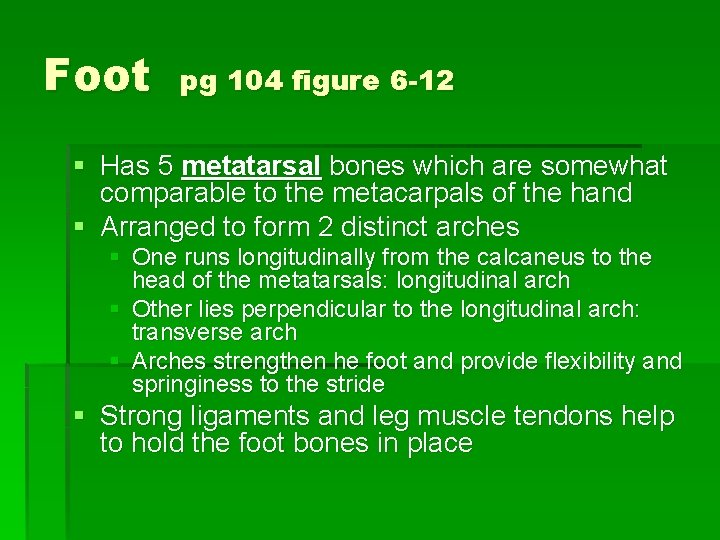 Foot pg 104 figure 6 -12 § Has 5 metatarsal bones which are somewhat