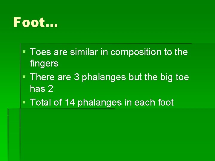 Foot… § Toes are similar in composition to the fingers § There are 3