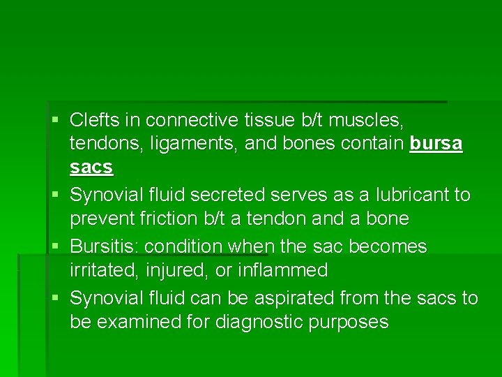 § Clefts in connective tissue b/t muscles, tendons, ligaments, and bones contain bursa sacs