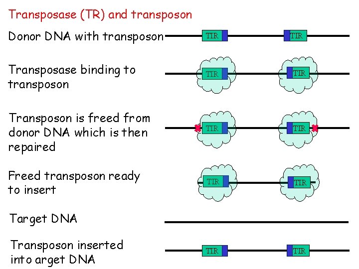 Transposase (TR) and transposon Donor DNA with transposon TIR Transposase binding to transposon TIR