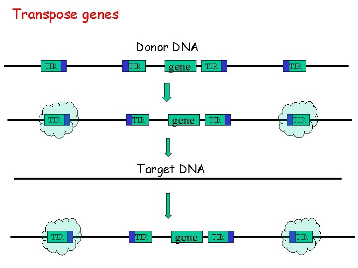 Transpose genes Donor DNA TIR TIR gene TIR TIR Target DNA TIR gene TIR