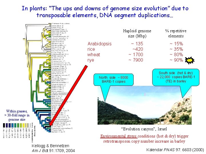 In plants: “The ups and downs of genome size evolution” due to transposable elements,