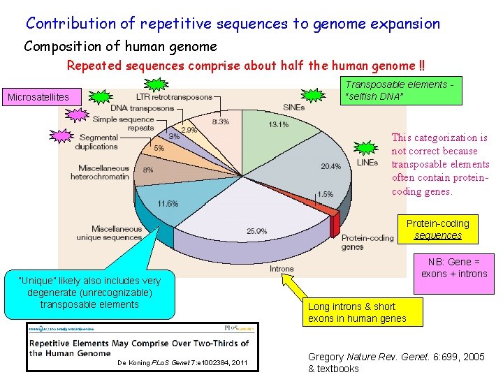 Contribution of repetitive sequences to genome expansion Composition of human genome Repeated sequences comprise