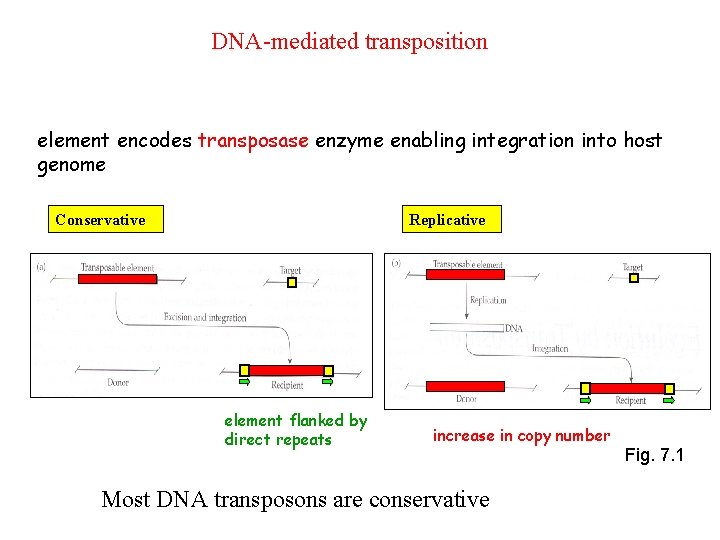 DNA-mediated transposition element encodes transposase enzyme enabling integration into host genome Conservative Replicative element