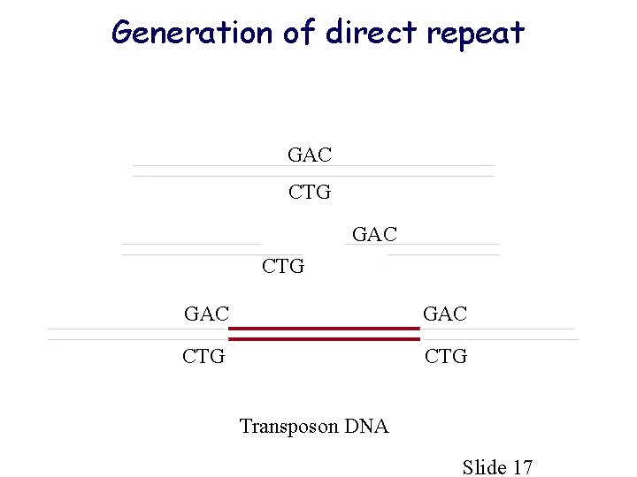 Generation of direct repeat GAC CTG Transposon DNA Slide 17 