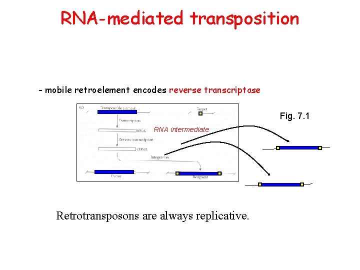 RNA-mediated transposition - mobile retroelement encodes reverse transcriptase Fig. 7. 1 RNA intermediate Retrotransposons