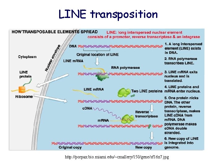 LINE transposition http: //porpax. bio. miami. edu/~cmallery/150/gene/sf 16 x 7. jpg 