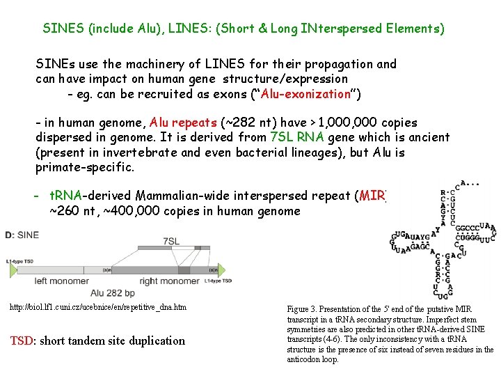 SINES (include Alu), LINES: (Short & Long INterspersed Elements) SINEs use the machinery of