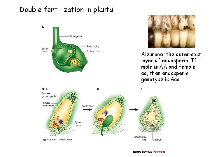 Double fertilization in plants Aleurone: the outermost layer of endosperm. If male is AA