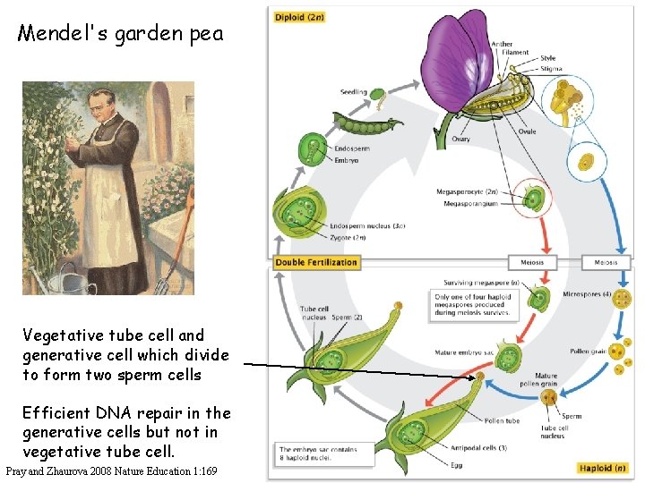 Mendel's garden pea Vegetative tube cell and generative cell which divide to form two