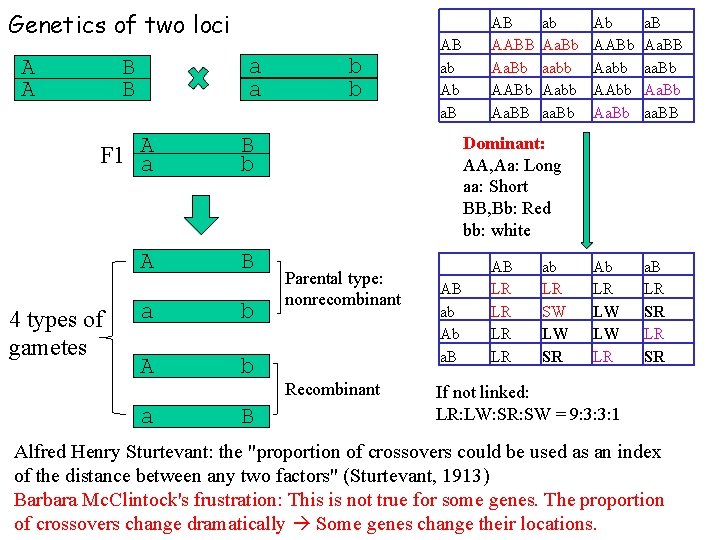 Genetics of two loci B B a a A F 1 a B b