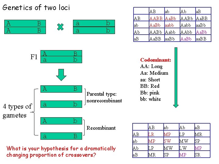 Genetics of two loci B B a a A F 1 a B b