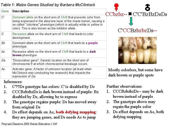 Table 1: Maize Genes Studied by Barbara Mc. Clintock Gene Description C' Dominant allele