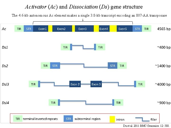 Activator (Ac) and Dissociation (Ds) gene structure The 4. 6 -kb autonomous Ac element