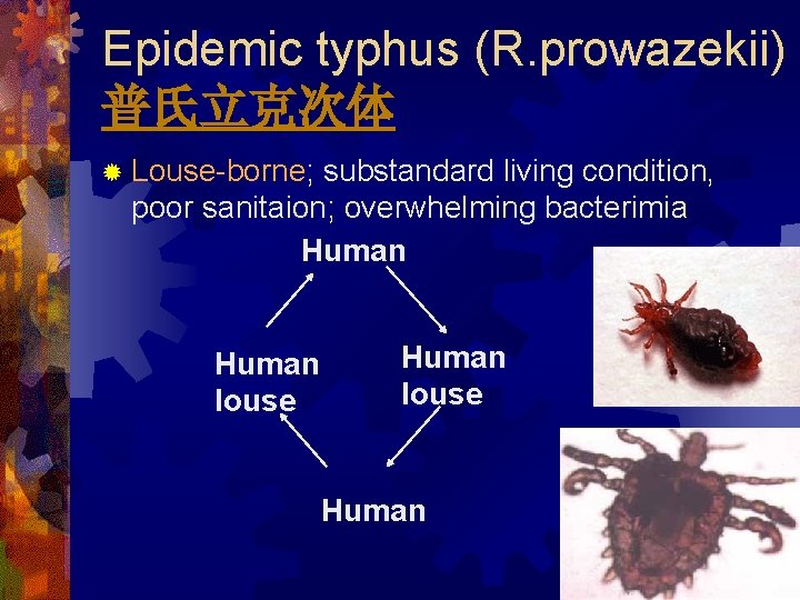 Epidemic typhus (R. prowazekii) 普氏立克次体 ® Louse-borne; substandard living condition, poor sanitaion; overwhelming bacterimia