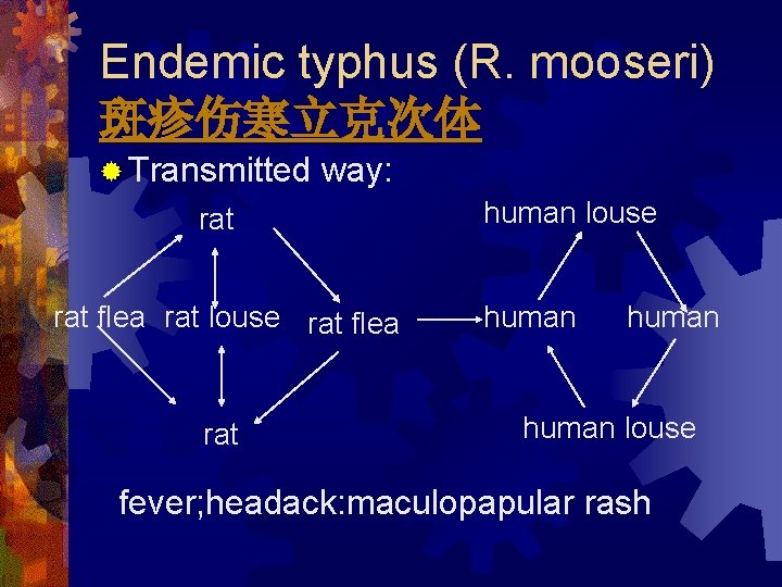 Endemic typhus (R. mooseri) 斑疹伤寒立克次体 ® Transmitted way: rat flea rat louse rat flea