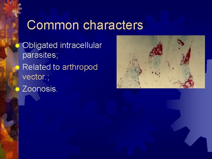 Common characters ® Obligated intracellular parasites; ® Related to arthropod vector. ; ® Zoonosis.