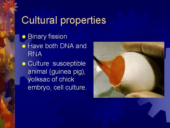 Cultural properties ® Binary fission ® Have both DNA and RNA ® Culture :