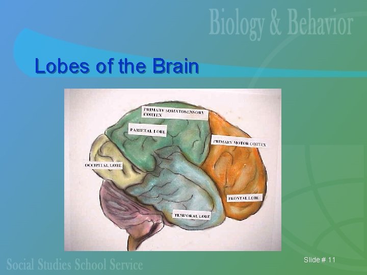 Lobes of the Brain Slide # 11 